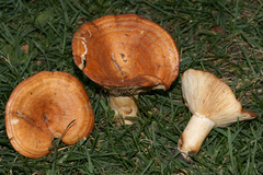 Lactarius olympianus