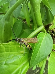 Xanthocampsomeris limosa