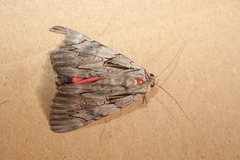 Catocala optata