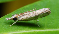 Culladia hastiferalis