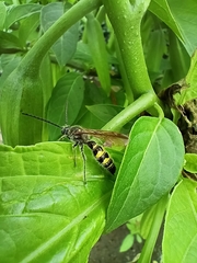 Xanthocampsomeris limosa