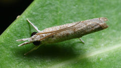 Culladia hastiferalis