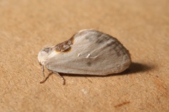 Cilix hispanica