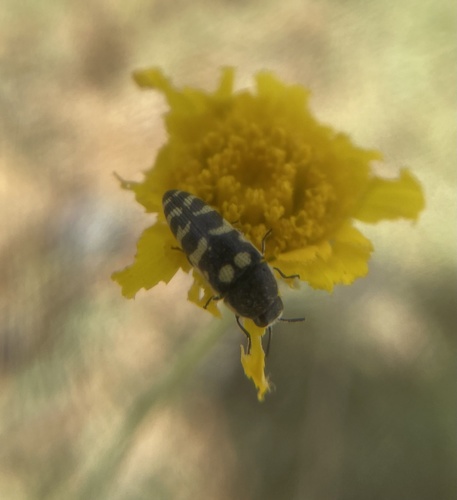 Acmaeodera alicia photo 5