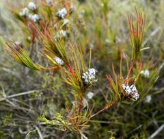 Serruria deluvialis