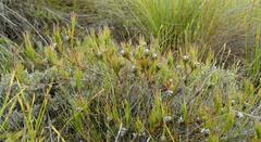 Serruria deluvialis