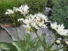 Senecio smithii