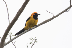 Icterus auricapillus