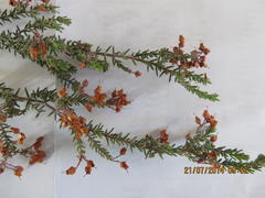 Erica schelpeorum