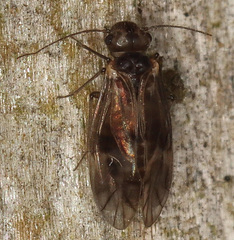 Peripsocus subfasciatus