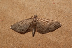 Eupithecia inturbata