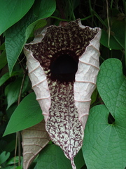 Aristolochia grandiflora