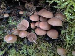 Psathyrella laevissima