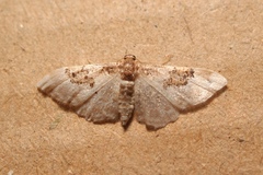 Idaea mustelata
