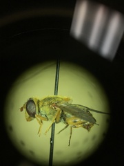 Parhelophilus obsoletus