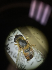 Parhelophilus obsoletus