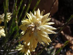 Edmondia