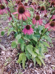 Echinacea purpurea