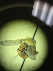 Parhelophilus obsoletus
