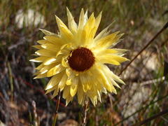 Edmondia
