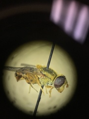 Parhelophilus obsoletus