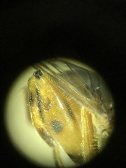 Parhelophilus obsoletus