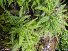 Sticherus quadripartitus