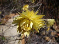Edmondia