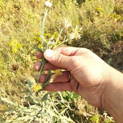 Centaurea chartolepis