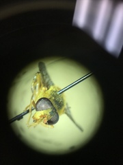Parhelophilus obsoletus