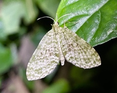 Protosteira spectabilis