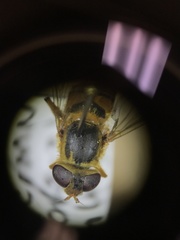 Parhelophilus obsoletus