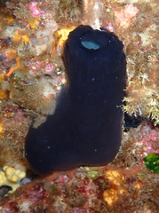 Phallusia fumigata