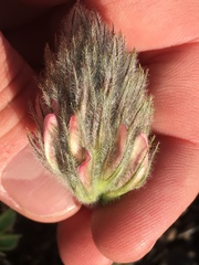 Trifolium macrocephalum