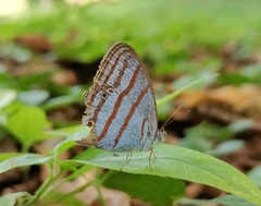 Cepheuptychia glaucina
