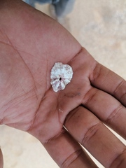 Fissurella microtrema