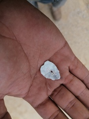 Fissurella microtrema