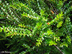 Metrosideros stipularis