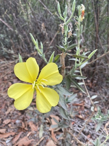 iNaturalist observation photo of tall evening primrose