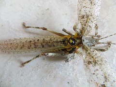 Cymatomera denticollis