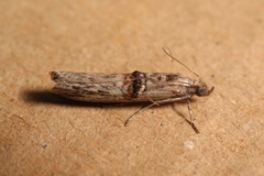 Nephopterix angustella