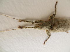 Cymatomera denticollis