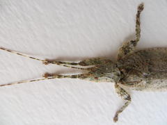 Cymatomera denticollis