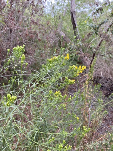 iNaturalist observation photo of western goldenrod