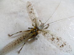 Cymatomera denticollis