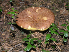 Boletus betulicola