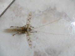 Cymatomera denticollis