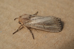Nonagria typhae