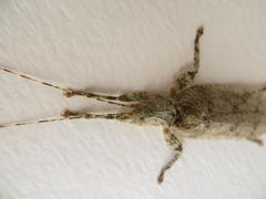 Cymatomera denticollis