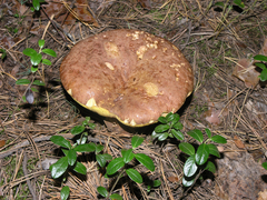Boletus betulicola